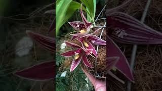 A really large and unusual orchid flower  Paphinia cristata  In a wire basket [upl. by Siffre]