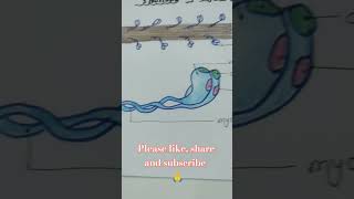 Structure of Actin and myosinbiology [upl. by Okkin]