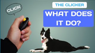 The CLICKER in DOG TRAINING  What does it do [upl. by Ahsenak]