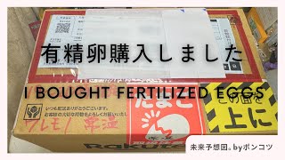 有精卵購入（烏骨鶏、アローカナ） Purchasing fertilized eggs Squirrel chicken Araucana [upl. by Nnaarat]