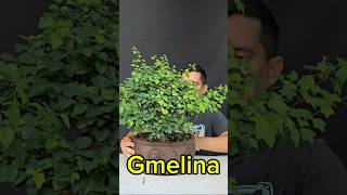 Parte 4 ¿Que especie usar para empezar en el bonsai bonsai empezar gmelina especie bonsaitree [upl. by Akenna]