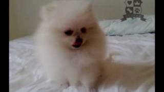 Teacup Size Female Pomeranian [upl. by Caro]