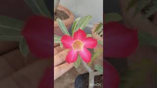 Adenium plant by cutting adenium garden trending [upl. by Jilleen165]