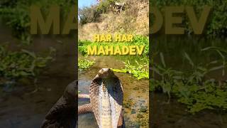 Snake video  Indian Cobra  snake minivlog shorts shortvideo [upl. by Giraud]