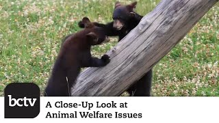 Wildlife Baby Season and Earth DayWeek  A CloseUp Look at Animal Welfare Issues [upl. by Dwane]