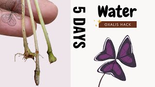 Watch how Oxalis triangularis grows in water from a branch leaf  GardenArcX EP75 [upl. by Hackney]