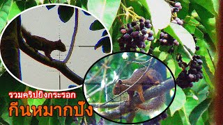 รวมคริป🍒🫒🐿ยิงกระรอกกีนหมากปังม่วนๆครับ🌿💯koom Click tua nas noj txiv quav twm👍👍 [upl. by Norreht268]