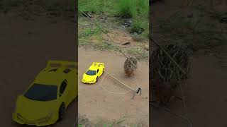 Catch quail using supercar shortvideo animaltrap birds [upl. by Oaks]