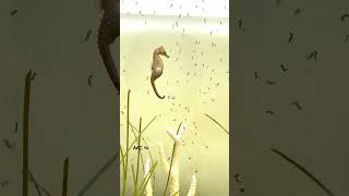 Seahorse Dad Giving Birth  aquarium 4k seahorse fish best like [upl. by Oliana]