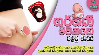 Sri Lankan Moms Pregnancy Period 1st month  1  4 week  in sinhala  Sri lankan moms  SL the Bro [upl. by Anirok]