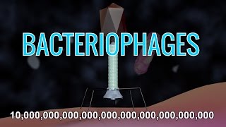 What Are Bacteriophages amp How Do Phage Viruses Work w Animation [upl. by Oecam]