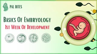 Basics of Embryology  First Week of Development [upl. by Jezabelle]