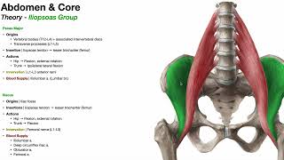 Posterior Abdominal Wall Part 1  Iliopsoas Psoas Major amp Iliacus [upl. by Ardisi]