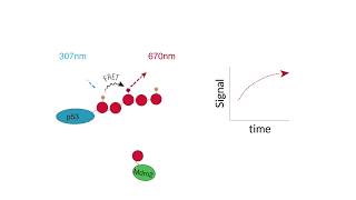 Homogeneous RealTime Ubiquitin Conjugation  TRFRET Kits [upl. by Siroval]