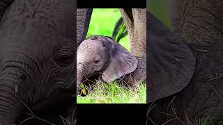 Baby Elephant 🐘பாட்டியின் குட்டு babyelephants elephantintelligence animalshorts shorts [upl. by Deibel208]