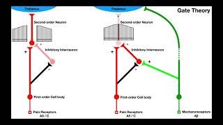 Pain Modulation  Gate Control amp Endogenous Opioid Mechanisms TENSIFC [upl. by Notsua528]