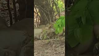 🦁wild animal zoo wild animal zoo shorts shortvideo [upl. by Bernita]