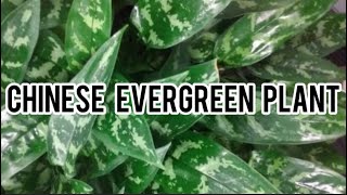 Aglaonema  Chinese Evergreen  Made by Plant Care With sahar [upl. by Ahsiya554]