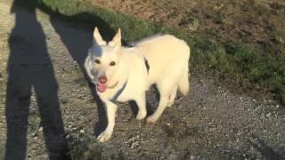 Schäferhündin mit Jagdtrieb  Eva Windisch  Mit Hunden Sein [upl. by Llacam]