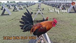 MALAKI ANG DISCOUNT NILA BASTA LOWEST 3 HEAD ANG BIBILHIN  PAPABER GAMEFARM  ANGAT BULACAN [upl. by Raimes]