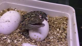 Egg hatching of West Africa Crocodiles  Aquatis [upl. by Joslyn690]