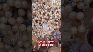 Trigona clypearis di stup barushort [upl. by Leivad466]