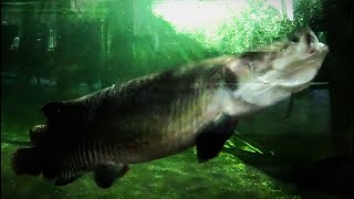 Feeding two 45ft 15yo arapaima in 25K gal [upl. by Terag]