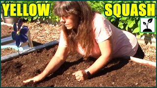 How To Plant Squash  Yellow Summer Crookneck Squash [upl. by Siron587]