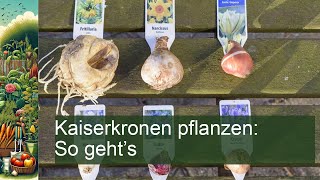 Kaiserkronen pflanzen So gehts [upl. by Apur]