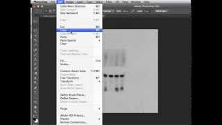 How to copy equal size images from Western blot and immunohistochemistry using Photoshop [upl. by Benioff31]