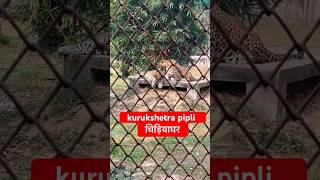 Peepli zoo ￼ Kurukshetra￼ Pipli zoo short ytshorts youtubeshorts Sultab barna [upl. by Mages]