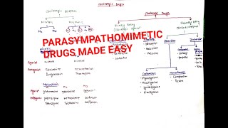 Cholinergic drugs  Parasympathomimetics drugs  Classification 1 [upl. by Gunzburg]