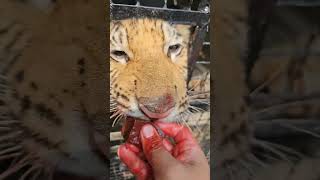 Bengal Tiger Likes to Eat Liver  Nouman Hassan [upl. by Yrotciv]