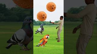 Rounding coconut to Peacock Pigeon Duck amp Parrot  Birds names magic video [upl. by Grantland]