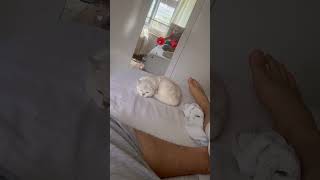 Mia benimle ilgileniyor 🥹 catvideos cat catshorts catlover [upl. by Sulamith]