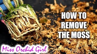 How to remove sphagnum moss from Orchid roots  repotting pot bound Cattleya [upl. by Willie464]