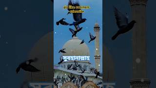 সুবহানাল্লাহ subhanallah whatssupstatus subscribe like comment stylishunique03 ইসলামিকshorts [upl. by Yeorgi]