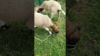 halter training sheep day 1 [upl. by Enomes]