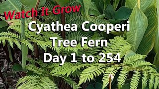 Cyathea Cooperi the Australian Tree Fern Growing From Spring to Fall in a Tropical Garden [upl. by Darbie]