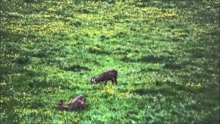 Rehbockjagd  roebuck stalking  chevreuil chasse [upl. by Ennaeus]