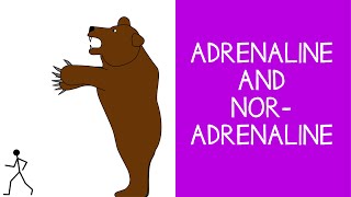 58 Endocrine Adrenaline Epinephrine and Noradrenaline Norepinephrine [upl. by Anagnos]