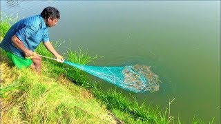 VANNAMEI PRAWN CATCHING AT POND [upl. by Busch]