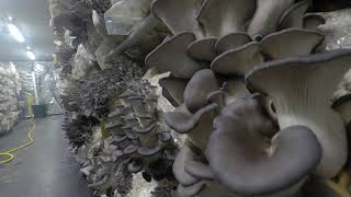 La Mycosphère  Culture de pleurote gris pleurotus ostreatus [upl. by Kosiur]