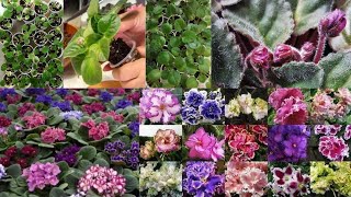 African Violet plant को care माटो मिश्रण fertilizerघाम पानी Repotting साथै धेरै फूल पाउने tips [upl. by Avle]