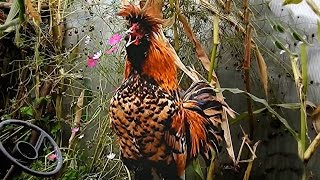 Pavlov Rooster Концерт Павловского петушка [upl. by Enirbas69]