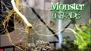 My Albino Pacu  Fish Tank UPGRADE Time  A1A Adventures [upl. by Michaella447]