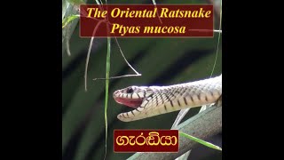 The Oriental Ratsnake  Ptyas Mucosa  Sri Lankan Rat Snake  Garadiya  ගැරඬියා  Snake GamēWeddo [upl. by Nagirrek]