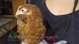 Chicken diary EP13 My Sick Chicken has Mycoplasma Gallisepticum MG [upl. by Kamp]