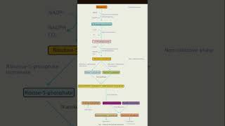 pentose phosphate pathway [upl. by Yanrahs460]