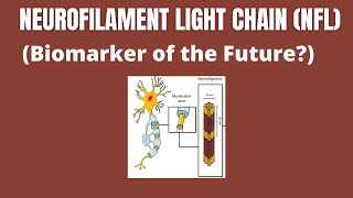 Neurofilament Light Chain NfL as a Biomarker in Neurological Disorders [upl. by Daisey]